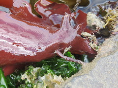 Constantinea subulifera