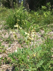 Astragalus neglectus