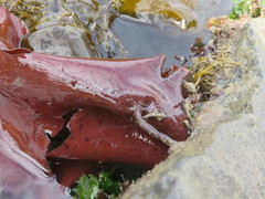 Constantinea subulifera