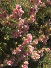 Phylecoideae