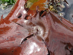 Constantinea subulifera