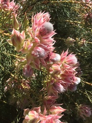 Phylecoideae