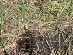 Hyla molleri