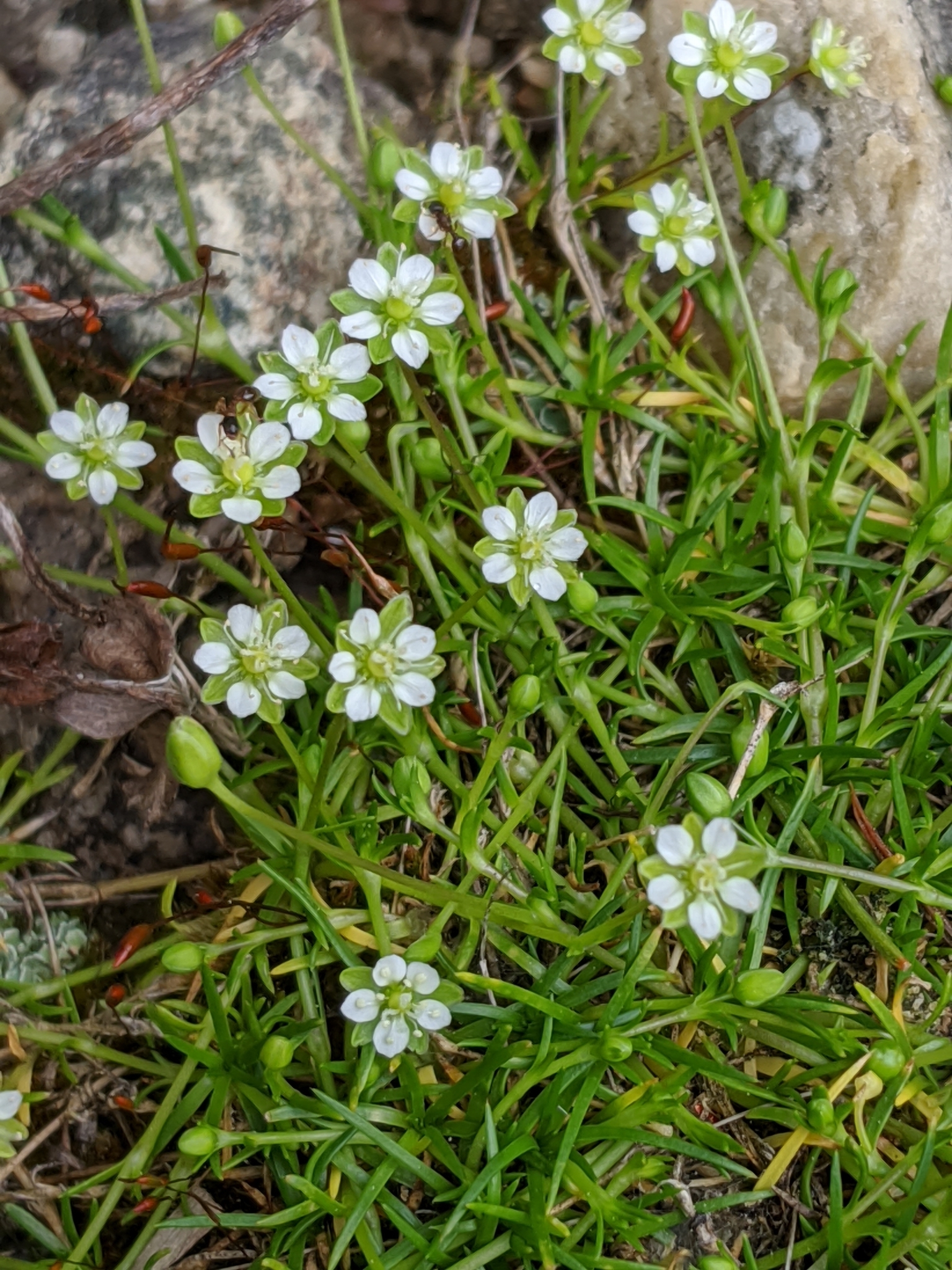 Sagina saginoides