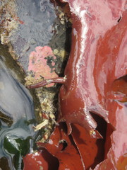 Constantinea subulifera