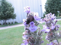 Strigoderma arbicola