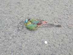 Momotus subrufescens