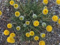Erigeron bloomeri