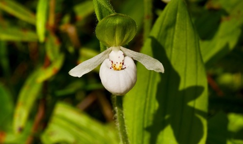 Sparrow's-egg Lady's Slipper