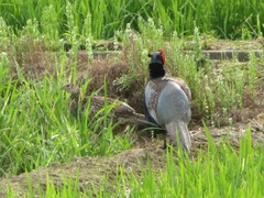 Phasianus versicolor