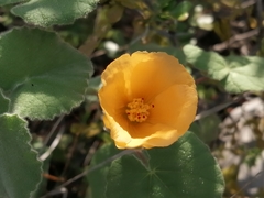 Abutilon wrightii