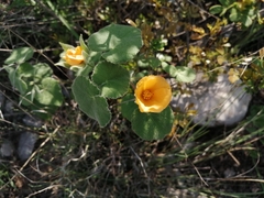Abutilon wrightii