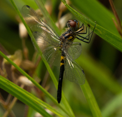 Celithemis verna