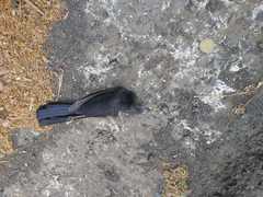 Crotophaga sulcirostris