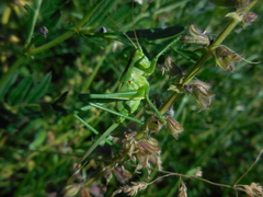 Tettigonia