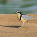 Egyptian Plovers - Photo (c) Allan Hopkins, some rights reserved (CC BY-NC-ND)