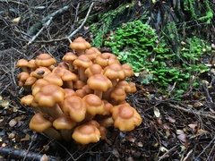 Pholiota malicola