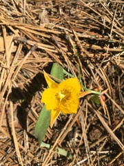 Calochortus monophyllus