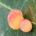 Jewel Oak Gall Wasp - Photo (c) megnd, some rights reserved (CC BY-NC), uploaded by megnd