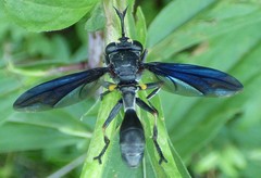 Physocephala floridana