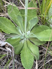 Primula incana