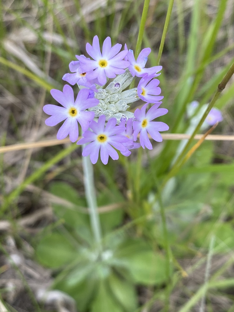 silvery primrose