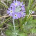 Primula incana - Photo (c) Toby Spribille, algunos derechos reservados (CC BY-NC), uploaded by Toby Spribille