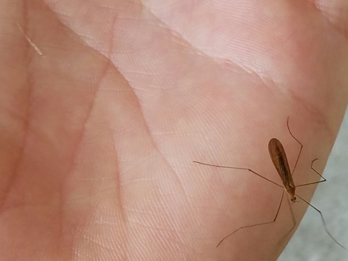 Pilaria recondita