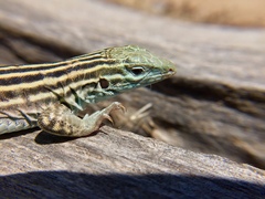 Aspidoscelis neomexicanus