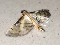 Spilomelini