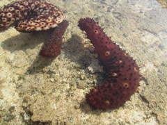 Holothuria sanctori