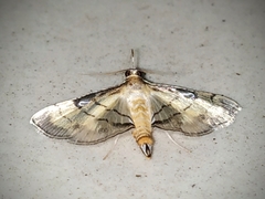 Spilomelini