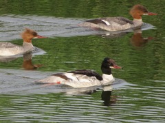 Mergus merganser