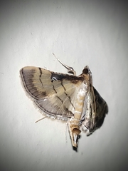 Spilomelini