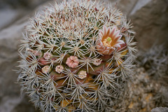 Mammillaria grusonii