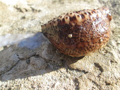 Holothuria sanctori