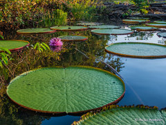 Victoria amazonica
