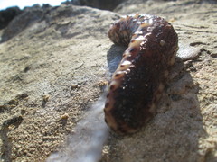 Holothuria sanctori