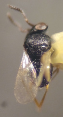 Trissolcus
