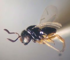 Trissolcus