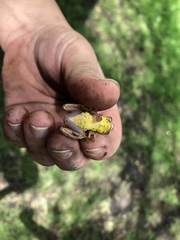 Dendropsophus bogerti