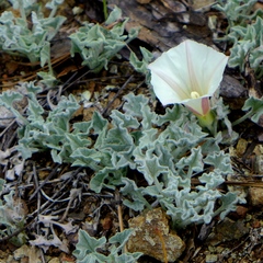 Calystegia collina oxyphylla