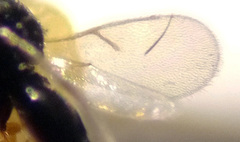 Trissolcus