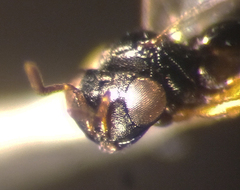 Trissolcus