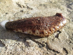 Holothuria sanctori
