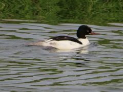 Mergus merganser