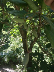 Sterculia monosperma
