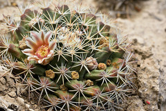 Mammillaria grusonii