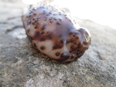 Holothuria sanctori