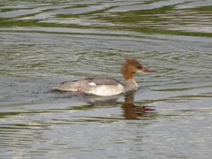 Mergus merganser